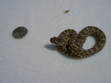 Southern Pacific Rattlesnake