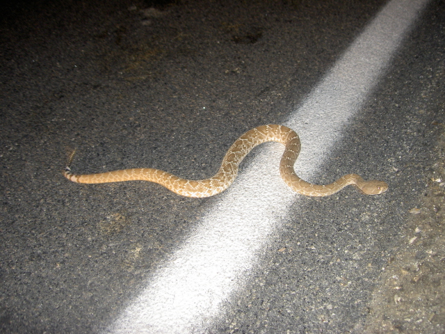 Red Diamond on road