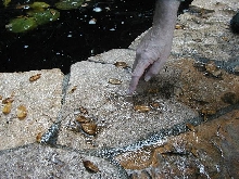 What is it? Lives in water in Beverly Hills Ca.