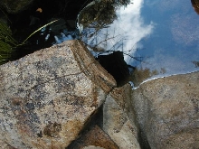 What is it? Lives in water in Beverly Hills Ca.