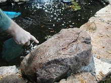 What is it? Lives in water in Beverly Hills Ca.