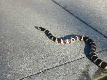 Striped snake