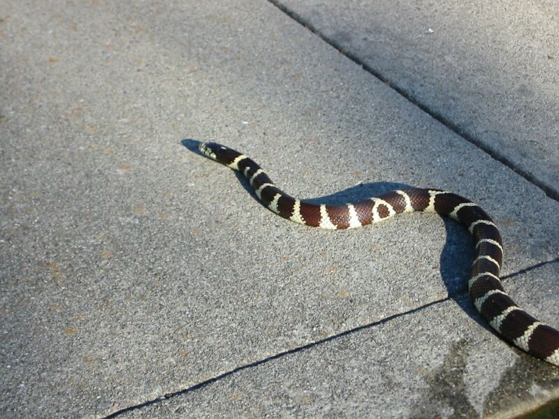 Striped snake