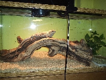 my beardie setup