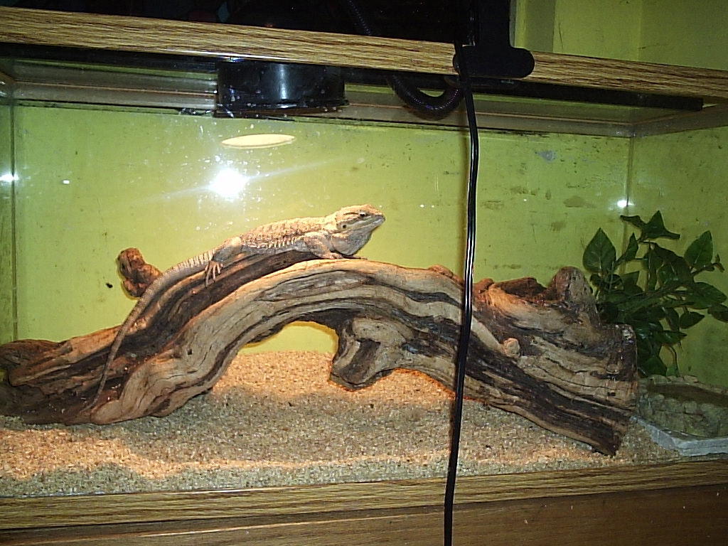 my beardie setup