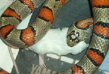 gray banded kingsnake