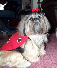 ladybug baby