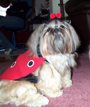 ladybug baby