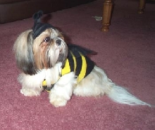 bumble bee Emma