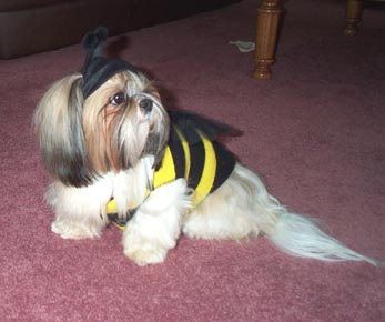 bumble bee Emma