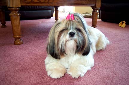 Emma laying down pink bow
