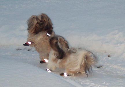 sparring in the snow