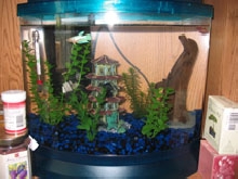 5 gal minibow