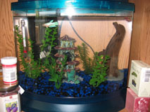 5 gal minibow