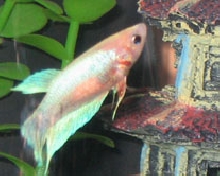 female betta