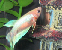 female betta