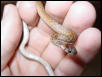 Pic 1 Foundling in SC
