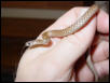 Pic 2 Foundling