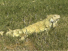 Ozzi in the grass