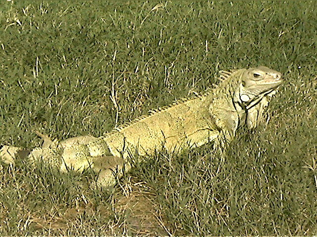 Ozzi in the grass