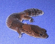 Iziba