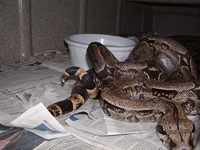 bolivian pair