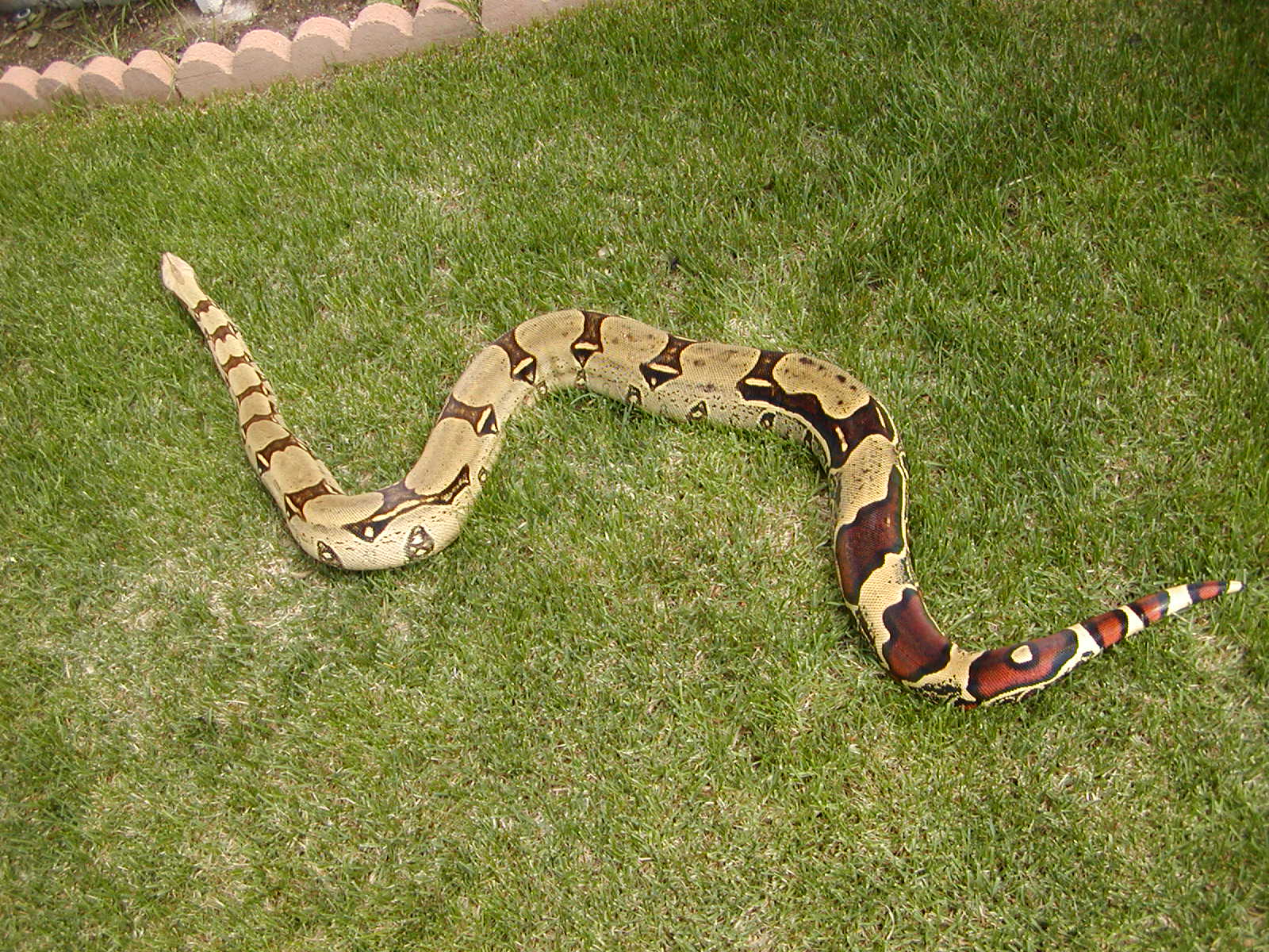 peruvian female