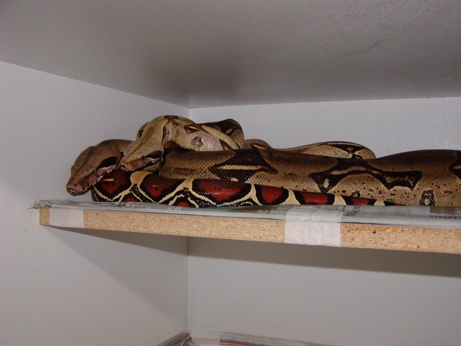 peruvian pair