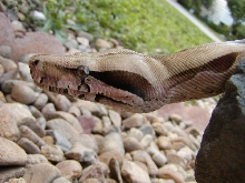male suri head shot