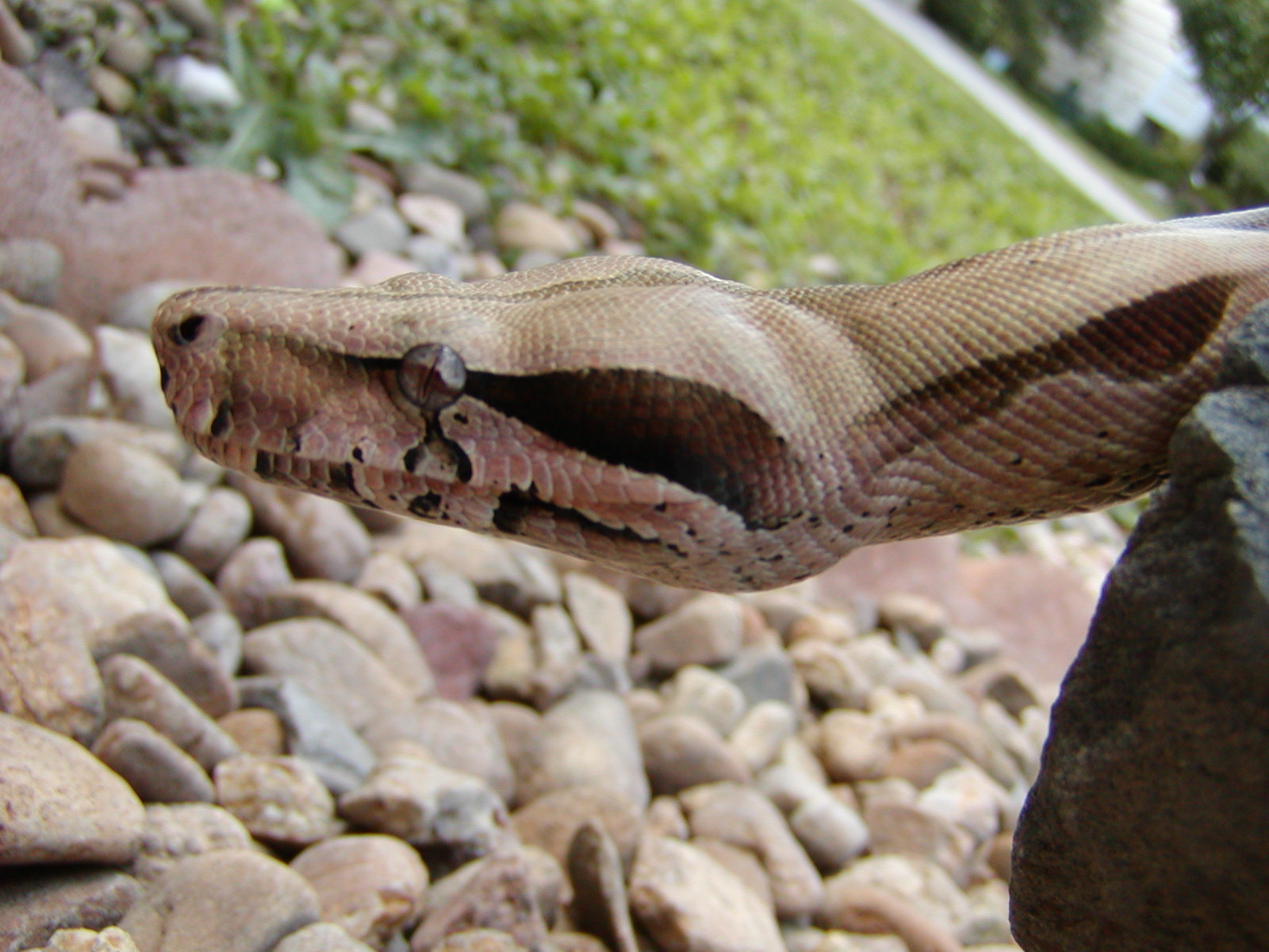 male suri head shot