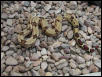 suriname male