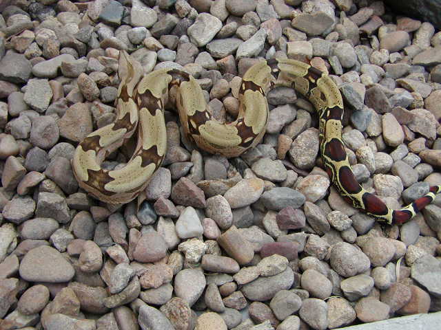 suriname male