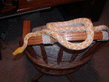 ALBINO RETIC