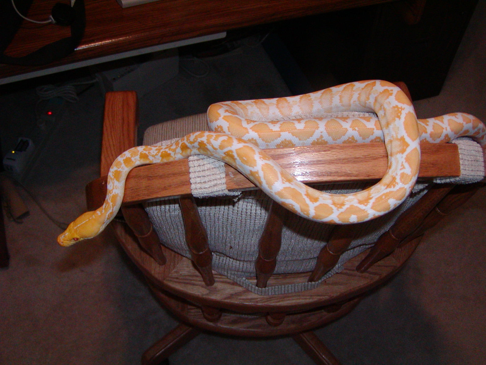ALBINO RETIC
