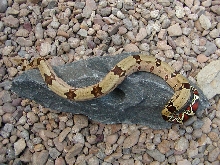 male suriname