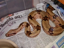 male suri from cagle