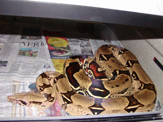 Pucallpa Peruvian Female