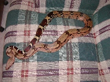 RED SURI