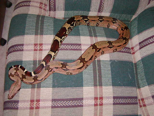 RED SURI