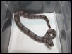 female #27