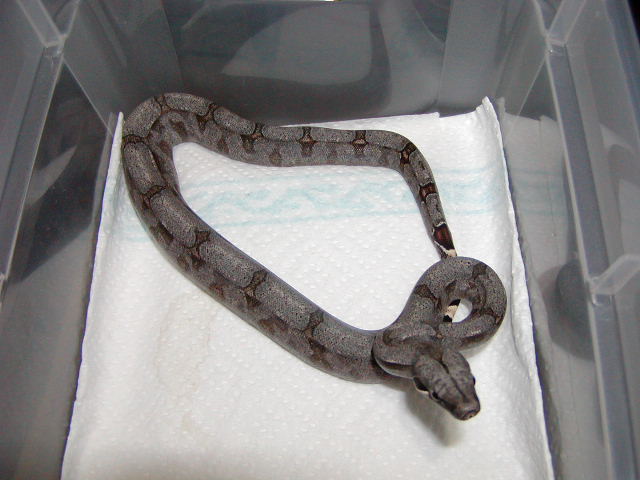 female #27