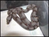 female #31