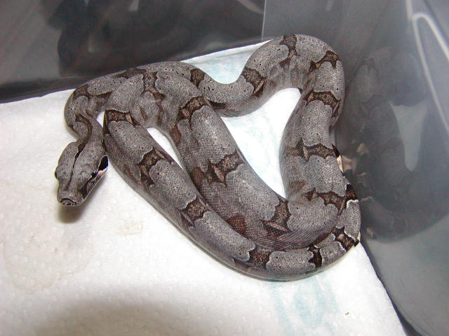 female #31