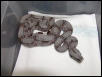 female #33