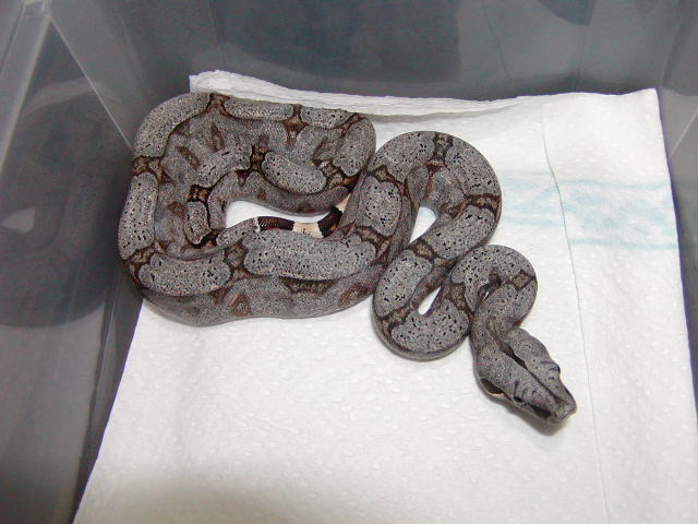 female #33