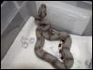 female #28