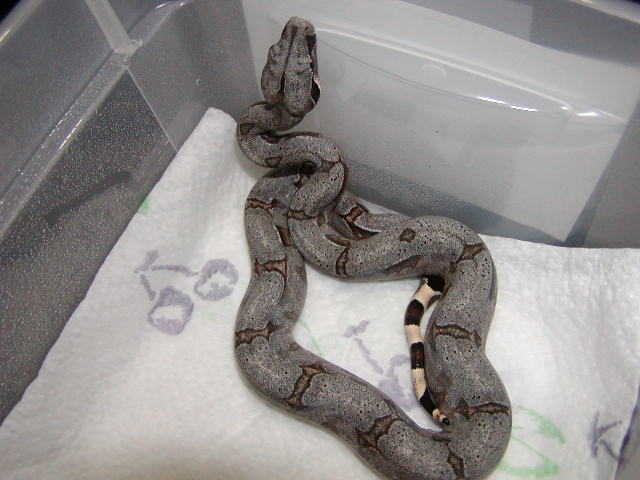 female #28