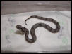 female #21