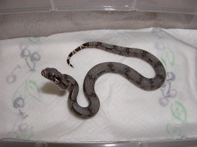 female #21