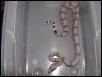 female #2